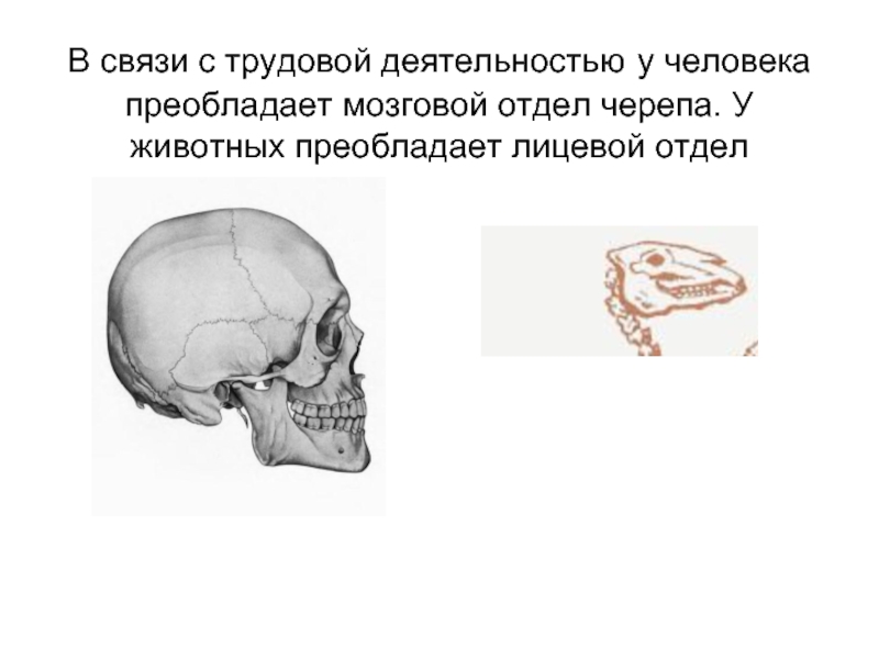 В черепе человека преобладает