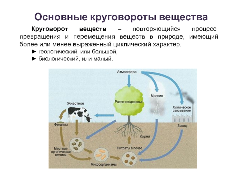 Круговорот химических элементов в природе схема