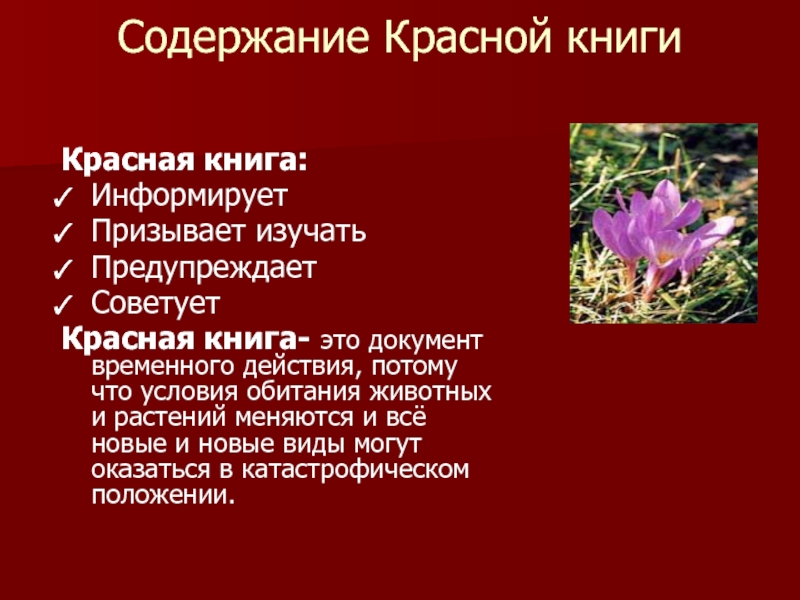 Красное содержание