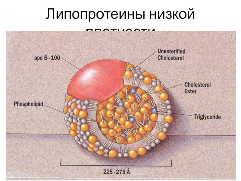 Липопротеиды плазмы. Строение липопротеинов плазмы крови. Строение липопротеинов низкой плотности. Общее строение липопротеинов. ЛПНП структура.