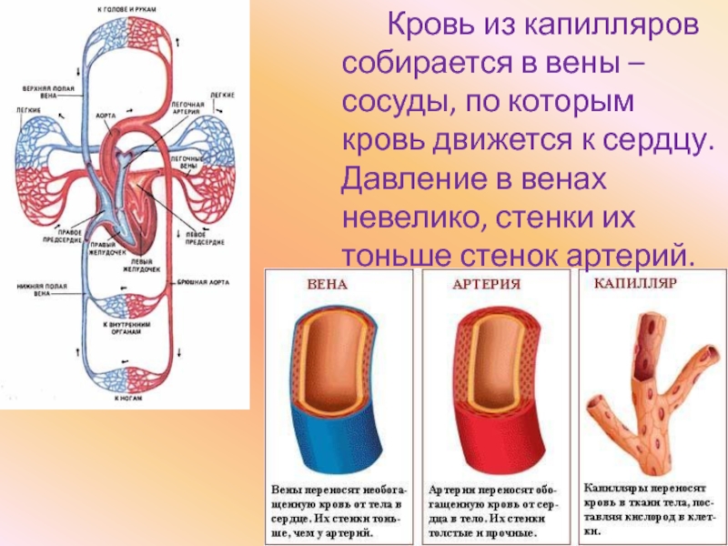 Кровь поступает в легкие по сосудам круга. Сосуды артерии вены капилляры. Строение артерии вены и капилляры. Артерии вены капилляры их строение.