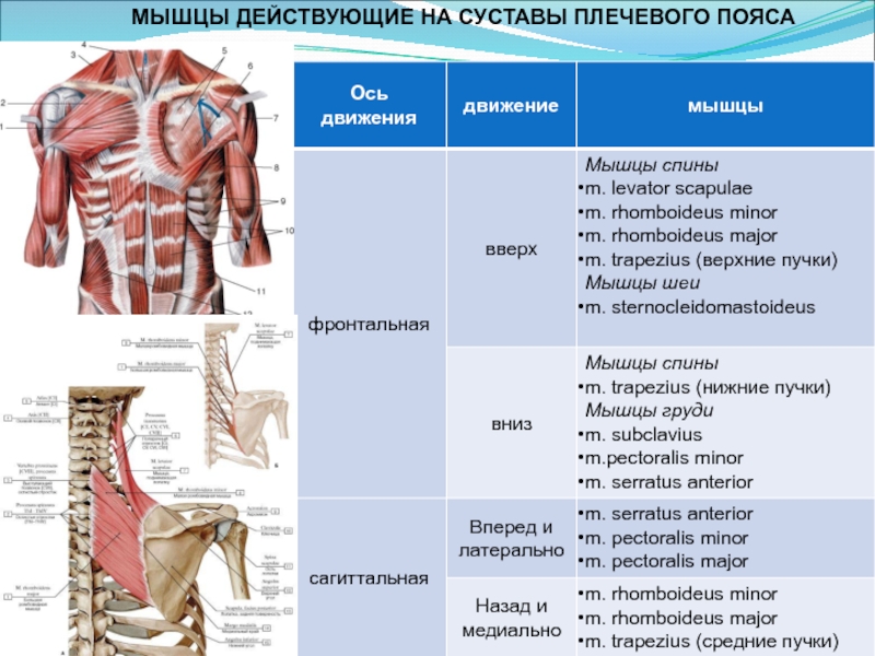 Биодинамика мышц презентация