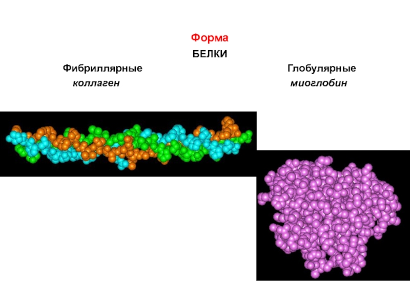 Форма белка. Структура белка фибриллярные белки. Классификация белков глобулярные и фибриллярные. Миоглобин фибриллярный белок. Четвертичная структура фибриллярного белка.