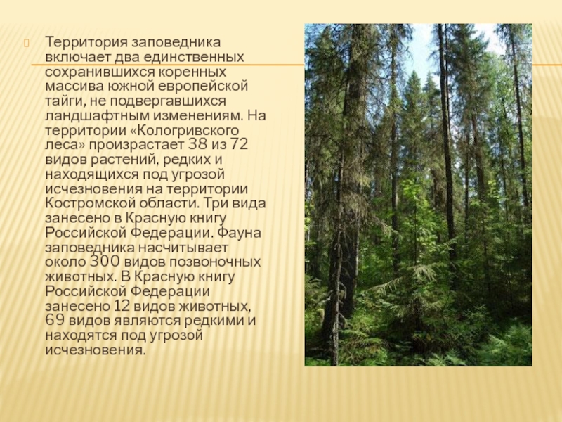 Природная зона лесов заповедники. Кологривский лес заповедник презентация. Кологривский лес растения. Заповедники Костромской области. Кологривский лес заповедник сообщение.