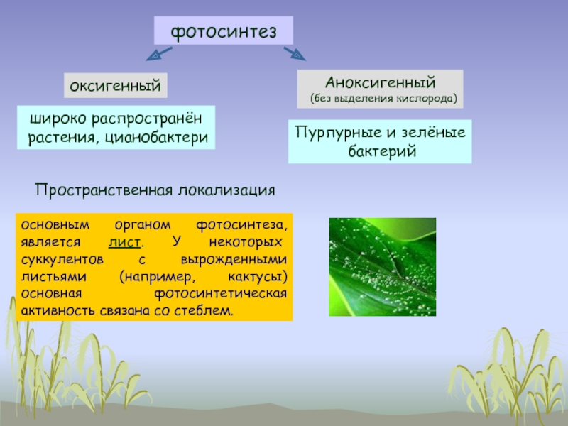 Фазы фотосинтеза рисунок