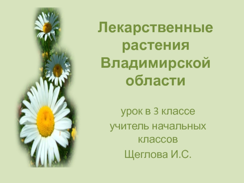Лекарственные растения Владимирской области