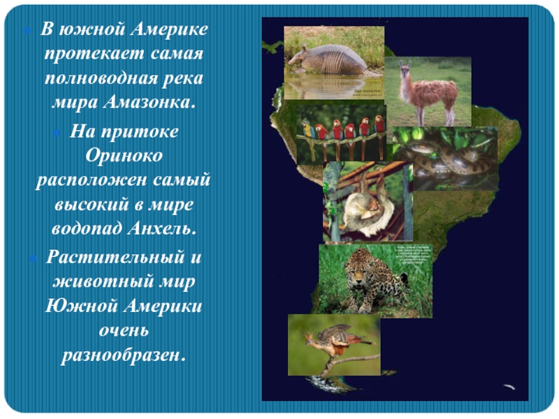 Растительный и животный мир южных материков. Амазонка животный мир под водопад.