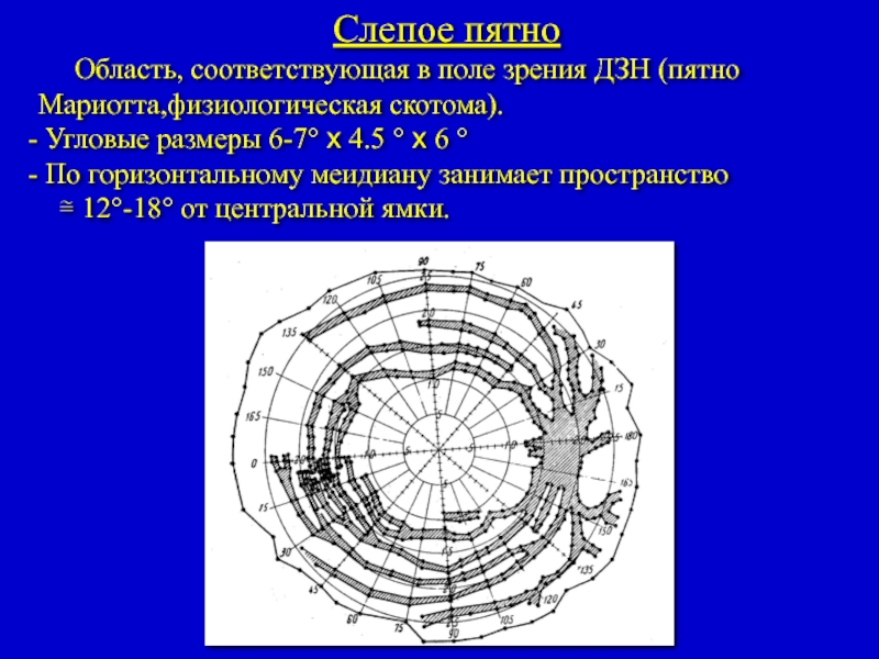 Пятно в поле зрения. Центральная скотома периметрия. Слепое пятно это скотома. Скотома Бьеррума. Физиологическая скотома.