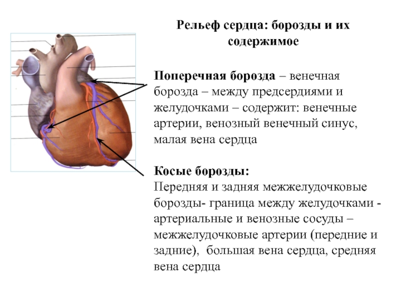 Венечная борозда головки фото