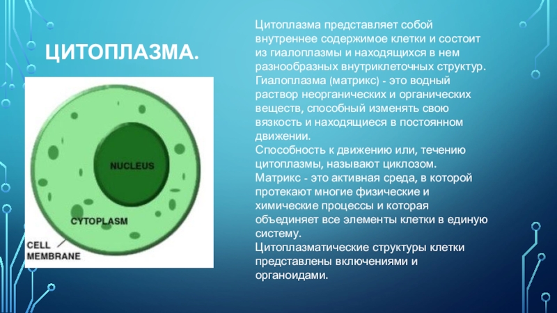 3 элемента цитоплазмы. Цитоплазма. Цитоплазма клетки. Цитоплазма представляет собой.