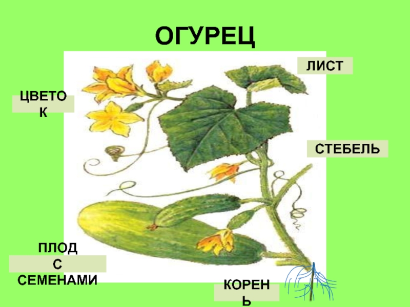 Окружающий мир 1 класс что общего у разных растений презентация