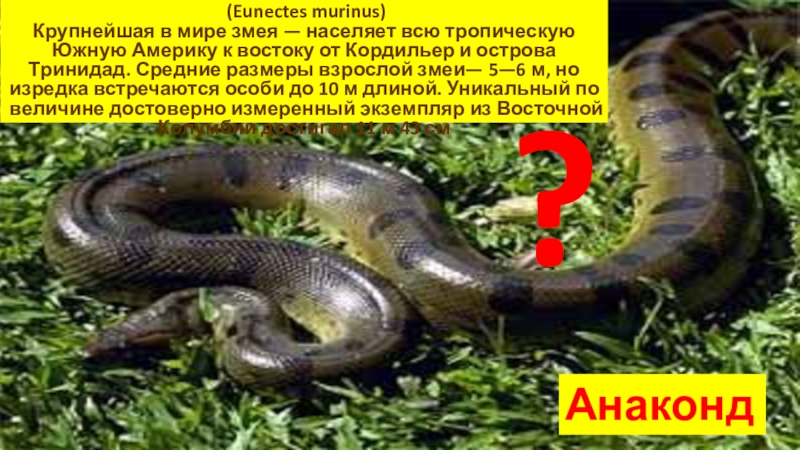 (Eunectes murinus)Крупнейшая в мире змея — населяет всю тропическую Южную Америку к востоку от Кордильер и