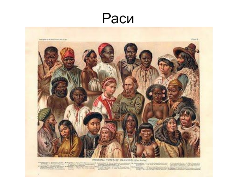 Раси