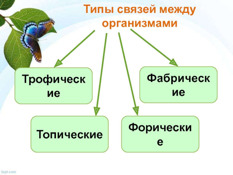 Виды связей в экологии. Типы связей между организмами трофические. Типы связи топические и Фабрические и трофические. Типы экологических связей. Типы связей в биоценозе форический.