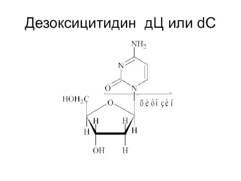 Схема образования дезоксицитидина