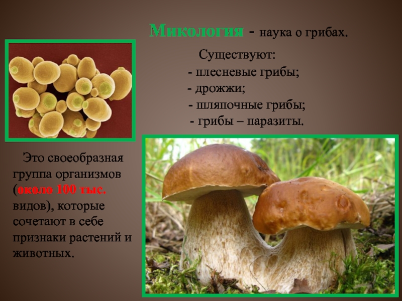 Наука которая изучает грибы. Микология это наука изучающая в биологии. Микология наука о грибах. Микология грибы. Микология это в биологии.