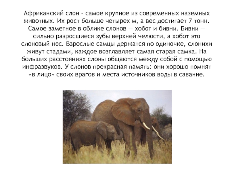 Африканский слон весит