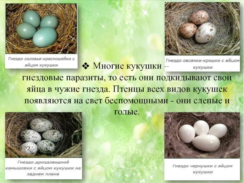Какой гнезде в жизни. Кукушка откладывает яйца в гнезда. Гнездо с яйцом кукушки. Виды яиц кукушки. Яйца кукушки в чужом гнезде.
