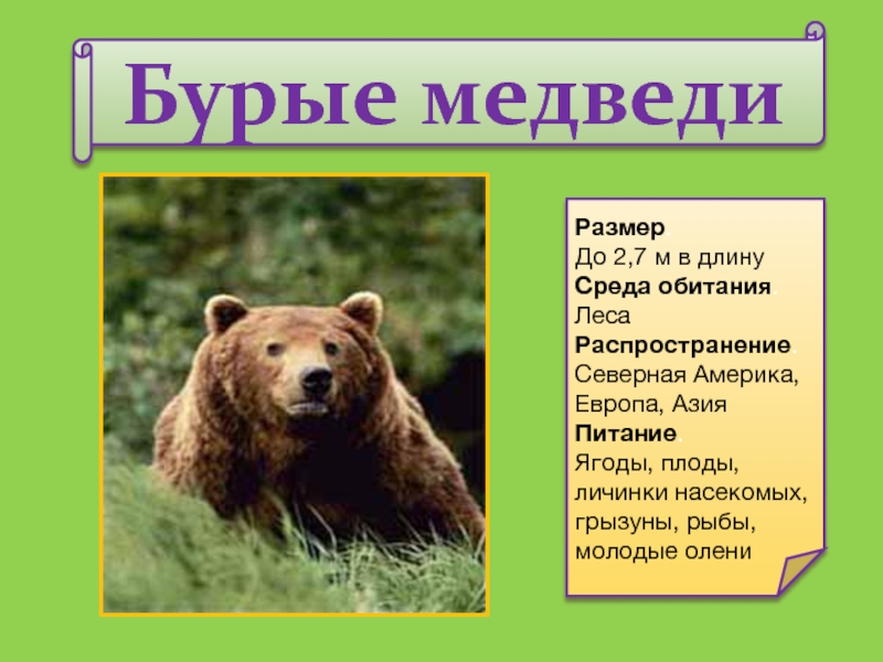 Бурый медведь приспособления. Среда обитания бурого медведя. Приспособления бурого медведя. Краткая характеристика медведя. Строение бурого медведя.