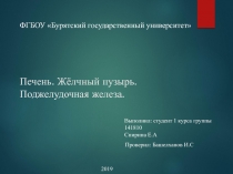 Печень. Жёлчный пузырь. Поджелудочная железа