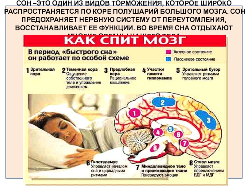 Работа мозга во время сна. Деятельность мозга во сне. Мозг во время сна. Активность спящего мозга. Активность мозга во время сна.