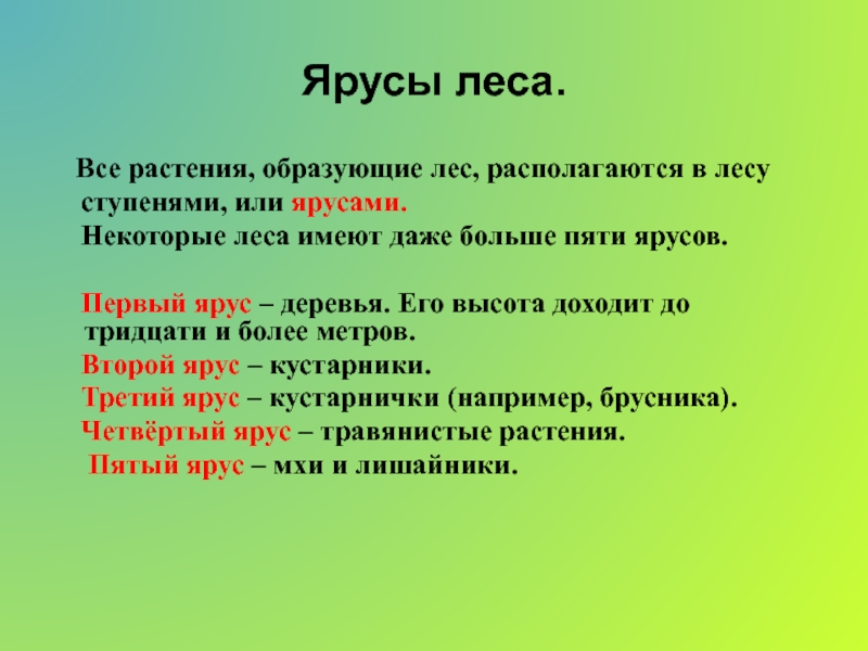 В лесу растения образуют. Ярусы в лесу. Ярусы растений в лесу. Растения первого яруса леса. Ярусы леса растения.