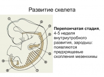 Развитие скелета
Перепончатая стадия, 4-5 неделя внутриутробного развития,