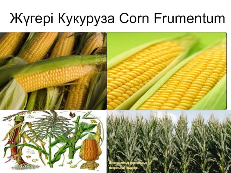 Презентация Жүгері Кукуруза Corn Frumentum