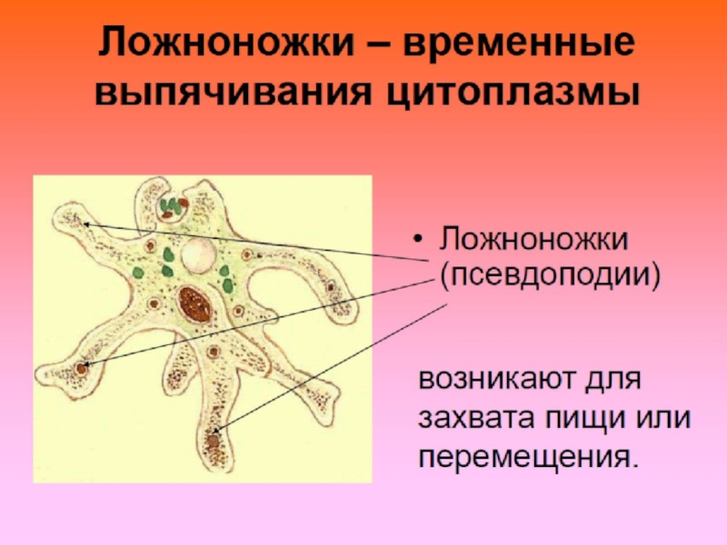 Что обозначено на рисунке цифрой 3 ложноножка цитоплазма