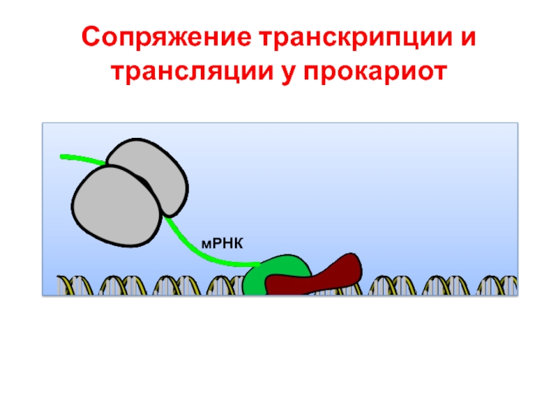 Транскрипция рибосома трансляция. Сопряжение транскрипции и трансляции у прокариот. Сопряжение процессов транскрипции и трансляции у прокариот. Сопряженная транскрипция-трансляция у прокариот. Сопряженная транскрипция-трансляция.