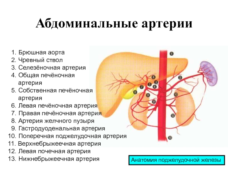 Чревный ствол и его ветви. Селезеночная артерия стеноз. Селезеночная артерия кровоснабжает. Ветви селезеночной артерии. Селезеночная артерия и почечная.