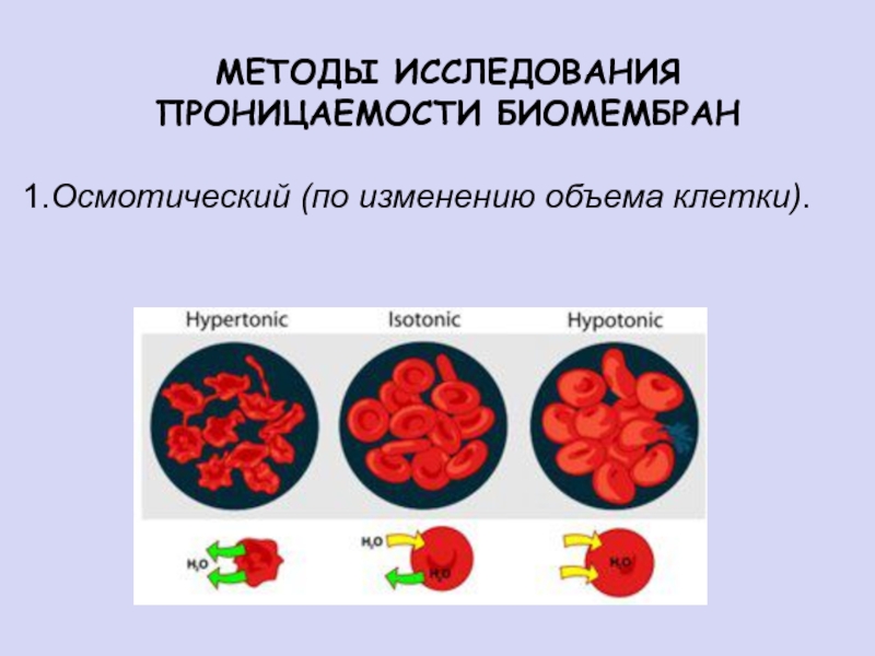 Белки эритроцитов. Методы исследования проницаемости. Проницаемость эритроцитов. Методы исследования проницаемости мембран. Белки эритроцитов определяющие группу крови называются.