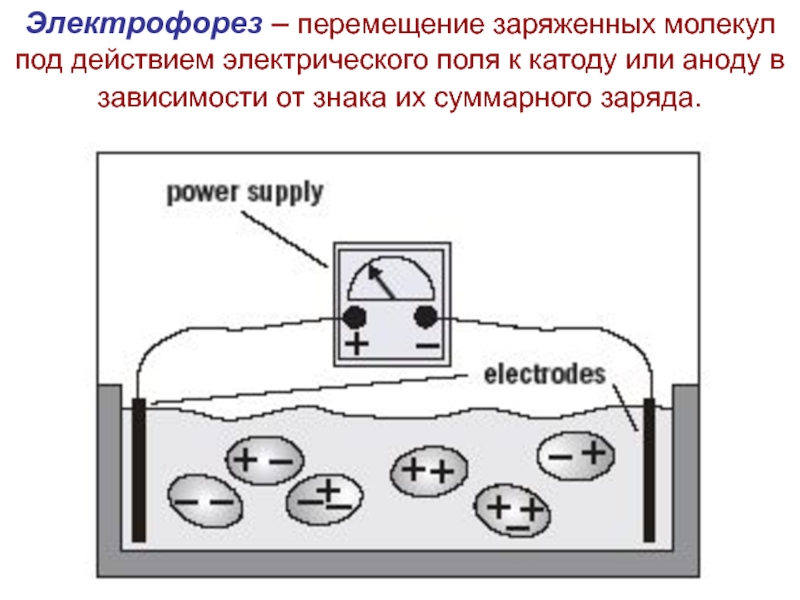 Электрофорез – перемещение заряженных молекул под действием электрического поля