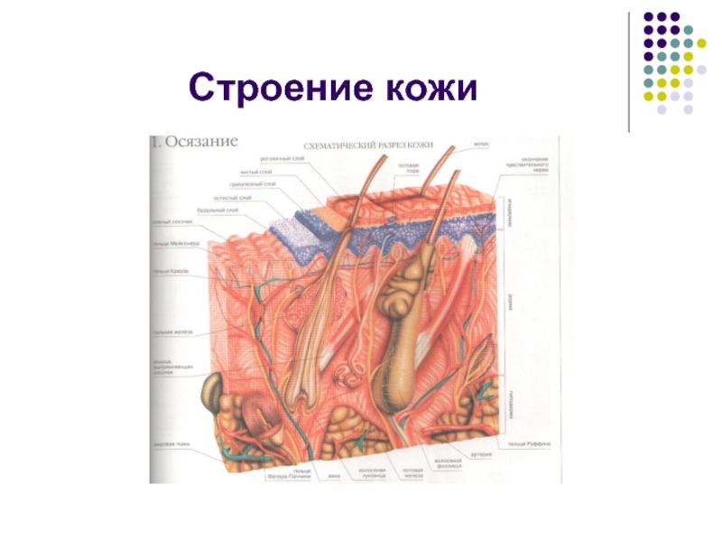 Строение кожи рисунок 71