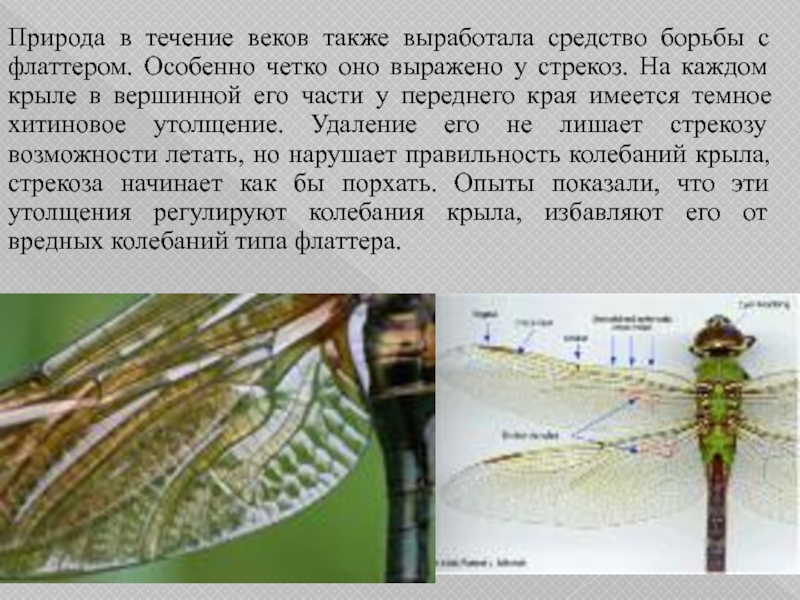 Колебания крыла. Строение крыла Стрекозы. Строение крыльев Стрекозы. Тип крыльев у стрекоз. Тип передних крыльев у Стрекозы.