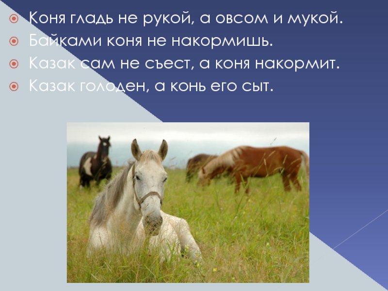 Загадка овсом не кормят кнутом. Загадка про лошадь. Отличие коня от лошади.