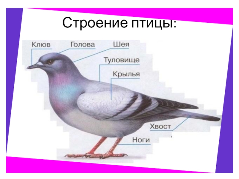 В интернете найдите фотографию какого либо насекомого рассмотрите изображение какие части