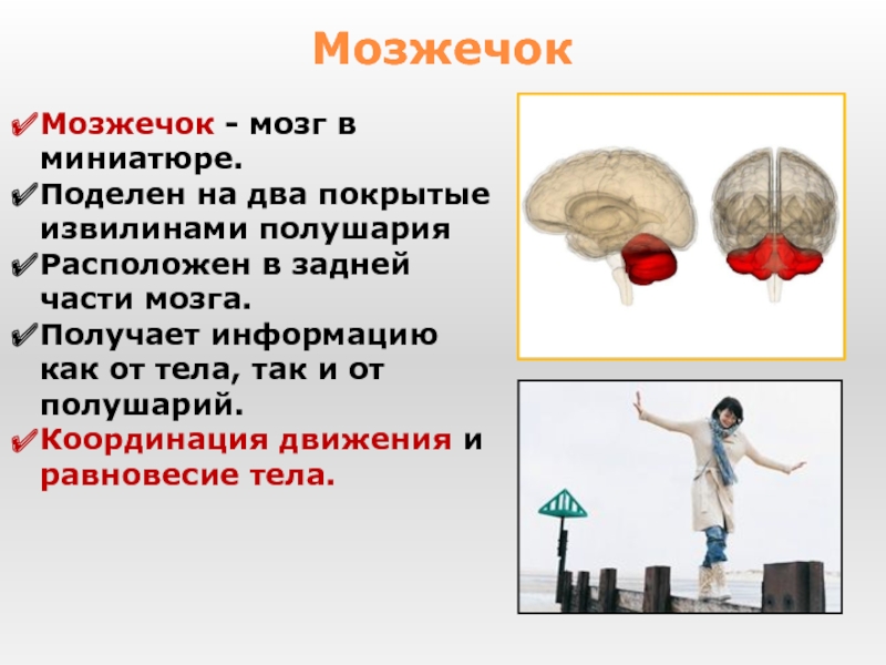 Мозжечок центры рефлексов. Функции мозжечка человека. Координация движений мозжечок. Мозжечок мозга. Мозжечок мозг функции.