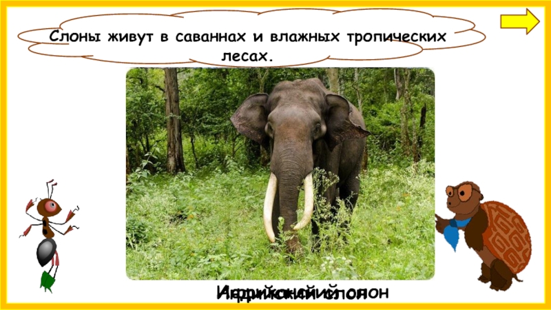 Где живут слоны 1 класс видеоурок окружающий. Слоны живут в саванне или тропическом лесу. Где живут слоны окружающий мир. Где живут слоны в саванне или в тропическом лесу. Где живут слоны 1 класс окружающий мир школа России презентация.