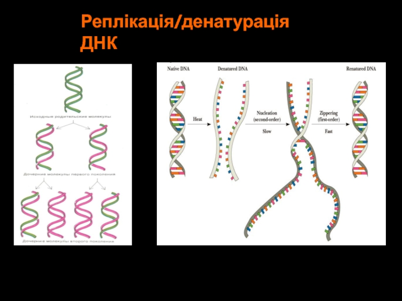 Реплікація/денатурація ДНК