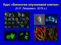 Курс Биология опухолевой клетки
( Н.Л. Лазаревич, 201 9 г.)