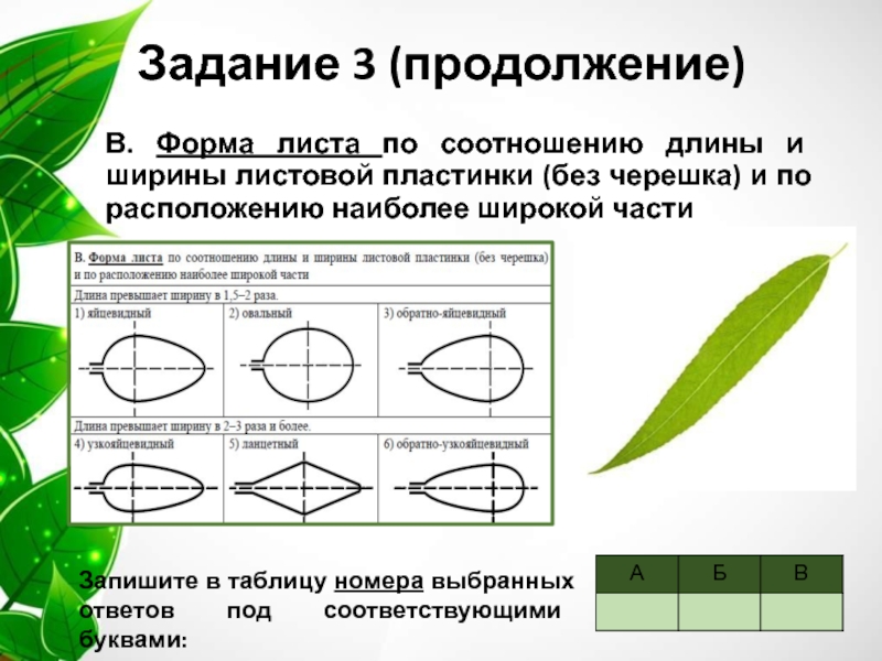 Соотношение длины и ширины листа