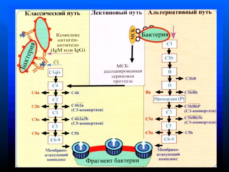 Реакция скз на т и 18. Что изучает иммунология. "Общая иммунология изучает" тест. Представитель фимакины иммунного системы. Антигенная перегрузка иммунной системы.