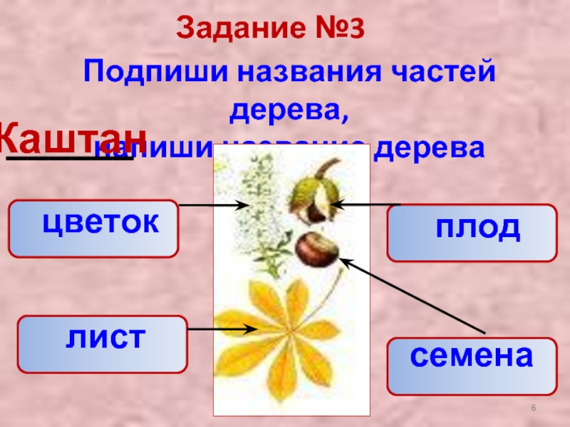 3 подпиши. Название частей дерева окружающий мир. Задание Подпиши части дерева. Задачи разных частей дерева. Назови дерево и его части окружающий мир 3 класс.