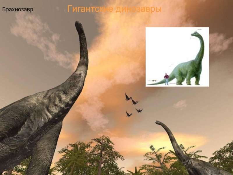Гигантские динозаврыБрахиозавр