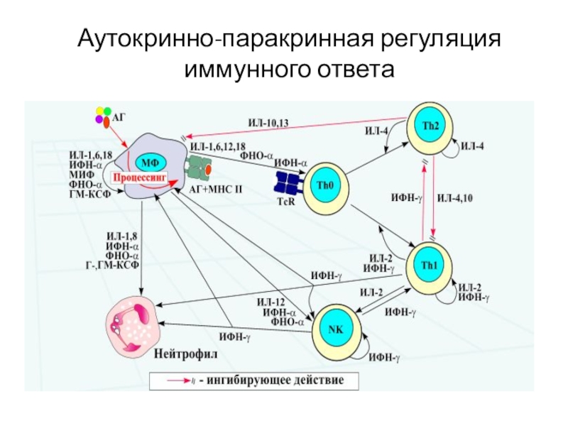 Упрощенная схема иммунного ответа