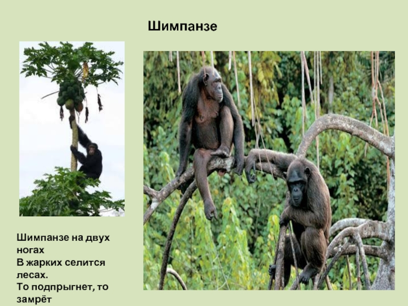 Шимпанзе Шимпанзе на двух ногахВ жарких селится лесах.То подпрыгнет, то замрётТо душистый плод сорвёт.