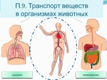 Транспорт веществ в организмах животных 6 класс