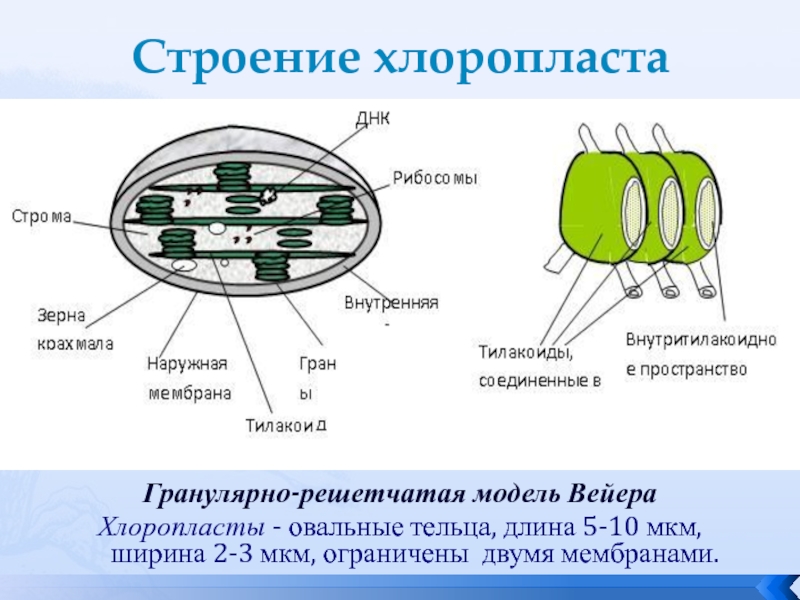 Какие клетки содержат хлоропласты
