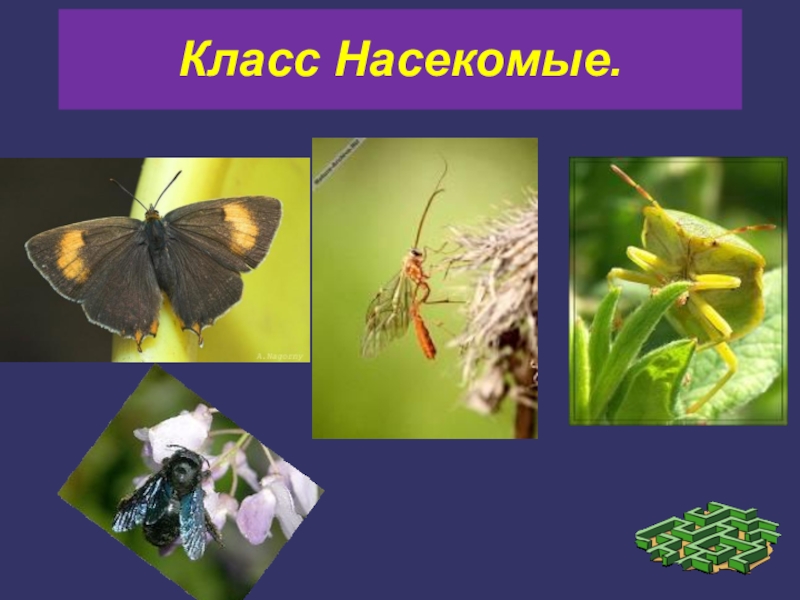 Презентация Класс Насекомые